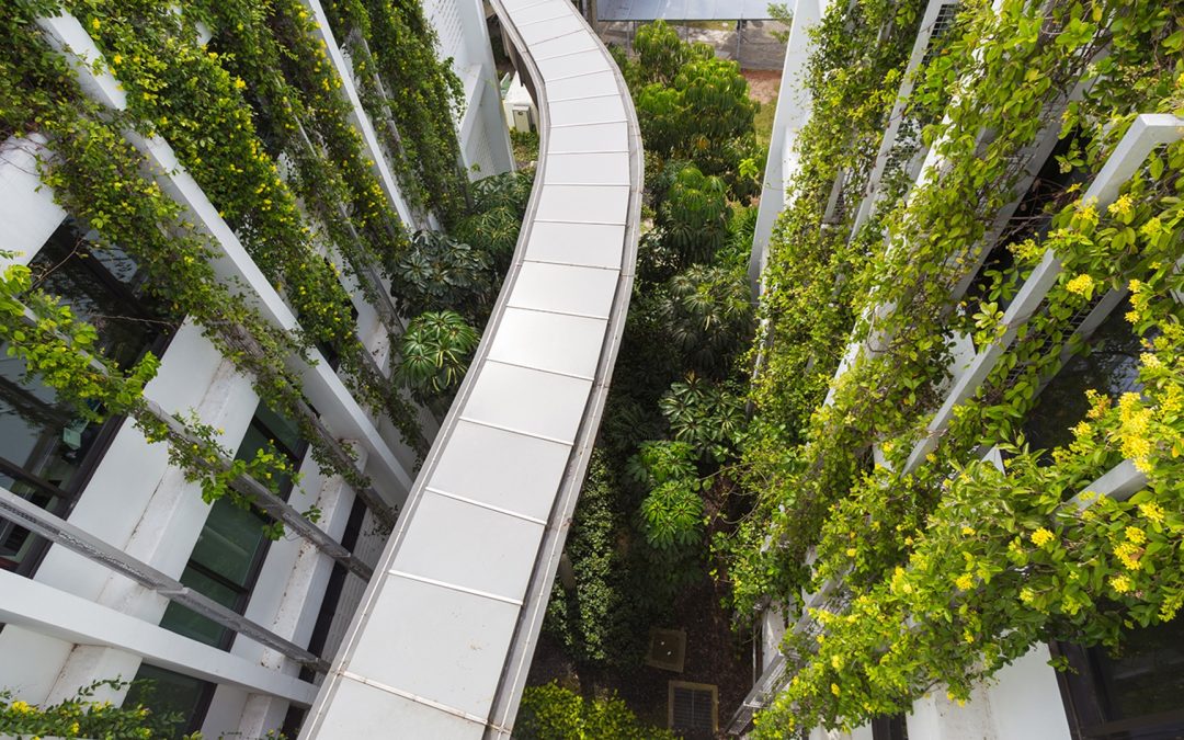 American Board Dermatology Diploma